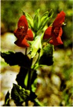 Scarlet Monkeyflower, Mimulus cardinalis