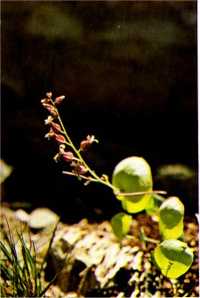 Shieldleaf, Streptanthus tortuosus var. orbiculatus