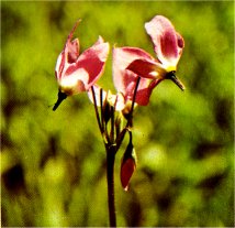 Shooting Star, Dodecatheon jeffreyi