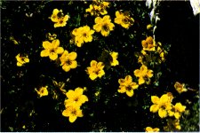 Shrubby Cinquefoil, Potentilla fruticosa
