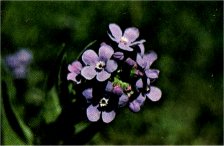 Sierra Forget-Me-Not Stickseed, Hackelia velutina