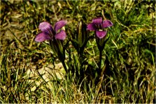 Sierra Gentian, Gentiana holopetala
