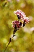 Sierra Lessingia, Lessingia leptoclada