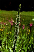 Sierra Rein Orchid, Habenaria dilatata var. leucostachys