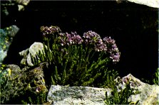 Sky Pilot, Polemonium eximium