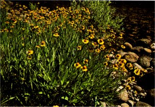 Sneezeweed, Helenium bigelovii