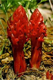 Snow Plant, Sarcodes sanguinea