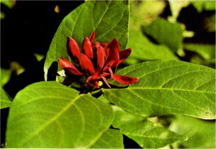 Spice Bush, Calycanthus occidentalis