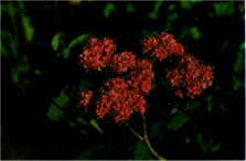 Spiraea, Spiraea densiflora