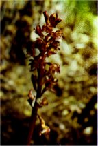 Spotted Coralroot, Corallorhiza maculata