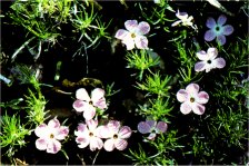 Spreading Phlox, Phlox diffusa