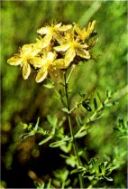 St. John’s Wort, Hypericum formosum var. scouleri