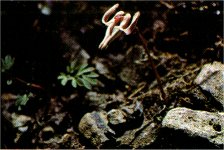 Steer’s Head, Dicentra uniflora