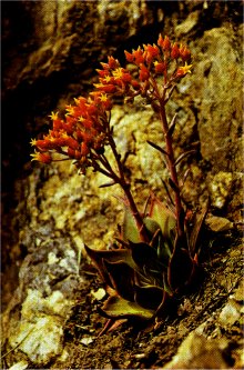 Stonecrop, Dudleya cymosa