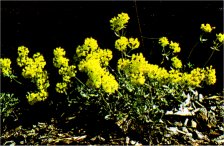 Sulphur Flower, Eriogonum umbellatum