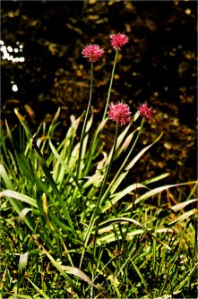 Swamp Onion, Allium validum