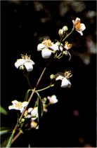 Syringa or Mock Orange, Philadelphus lewisii ssp. californicus