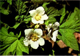 Thimbleberry, Rubus parviflorus