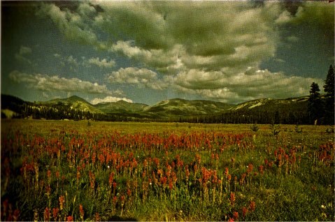 Tuolumne Meadows—Lemmon’s Paintbrush, Castilleja lemmonii