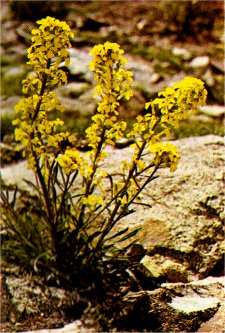Wallflower, Erysimum perenne