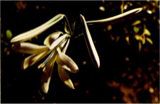 Washington Lily, Lilium washingtonianum