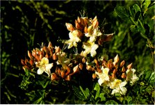 Western Azalea, Rhododendron occidentale