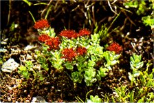Western Roseroot, Sedum rosea