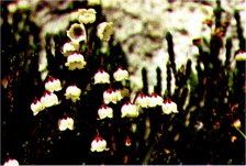White Heather, Cassiope mertensiana