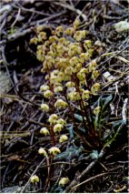 White-Veined Shinleaf, Pyrola picta