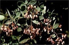 Whiteleaf Manzanita, Arctostaphylos viscida