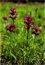 Whorled Penstemon, Penstemon oreocharis