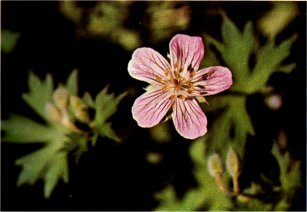 Wild Geranium, Geranium richardsonii