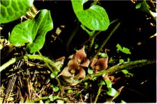 Wild Ginger, Asarum hartwegii