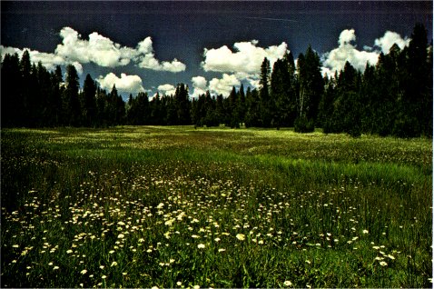 Yampah in Peregoy Meadow, Perideridia bolanderi