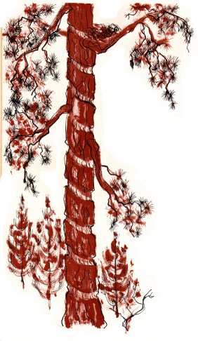 Rattlesnake Tree