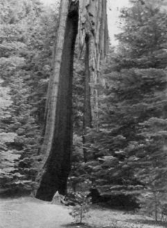 Clothespin Tree, Mariposa Grove