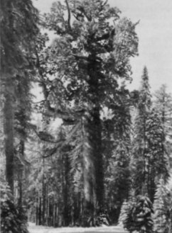 Grizzly Giant, Mariposa Grove