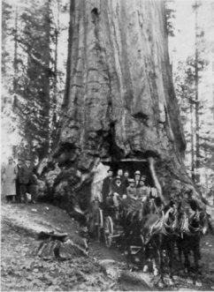 Wawona Tunnel Tree, Mariposa Grove